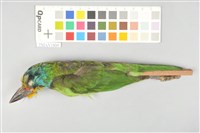 藏品(五色鳥)的圖片